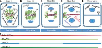 Rab GTPases, tethers, and SNAREs work together to regulate Arabidopsis cell plate formation